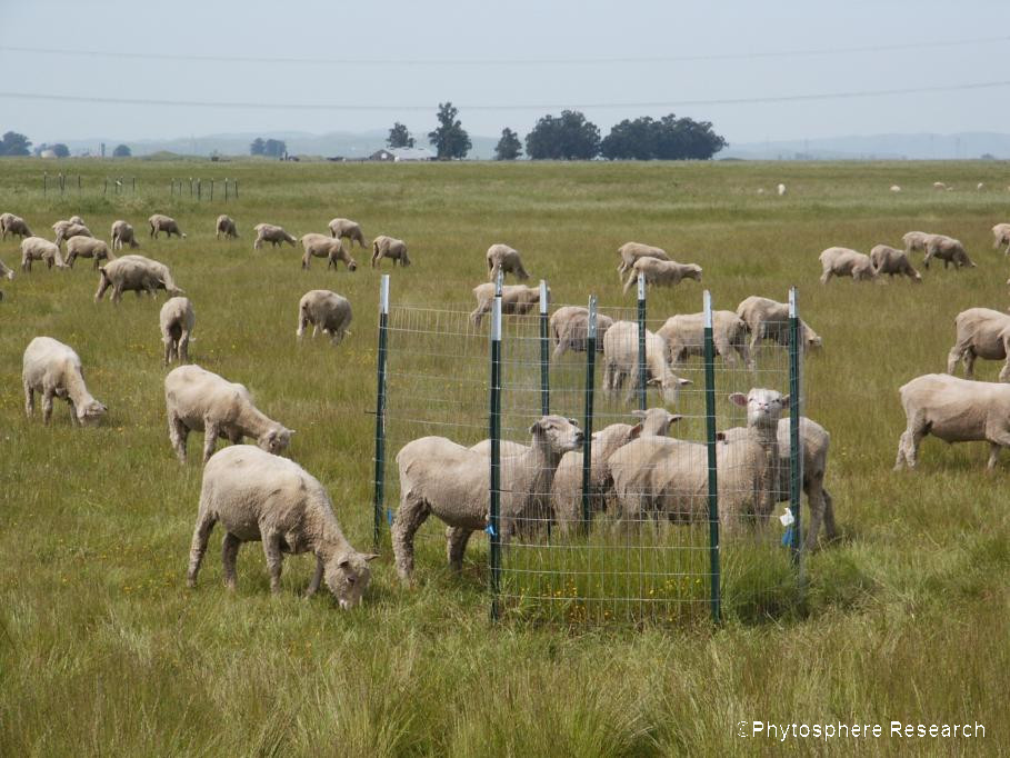 Sheep near exclosures Apr 2005 